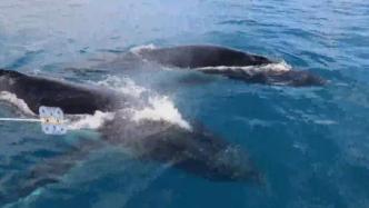 澳大利亚拟将座头鲸移出濒危物种名单，专家：提议存在威胁