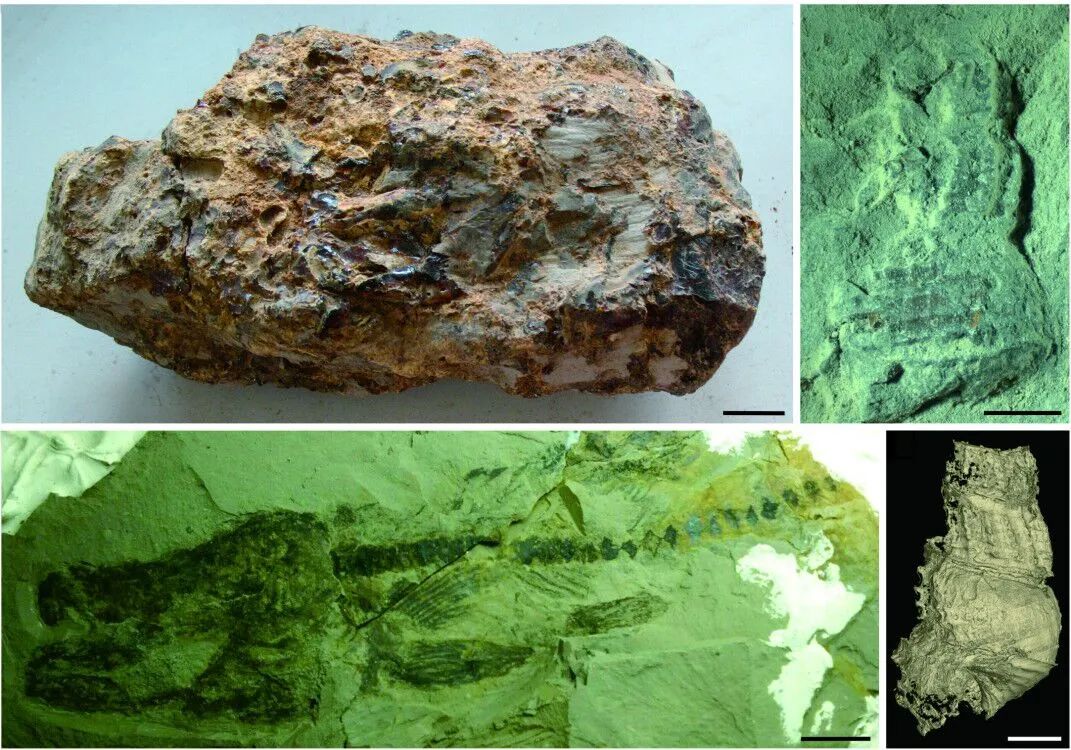 漳浦生物群中的化石。中国科学院南京地质古生物研究所供图