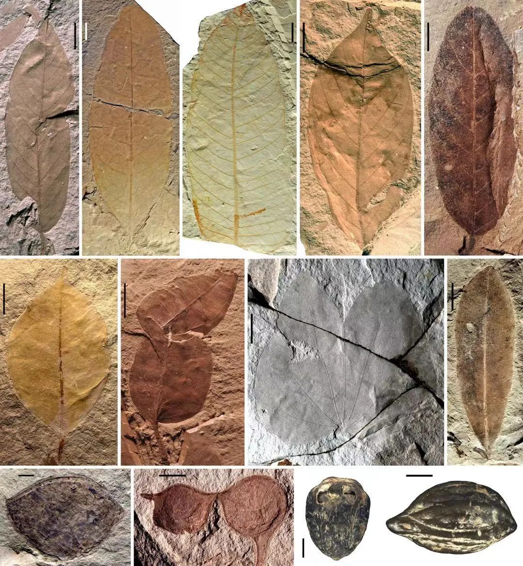 漳浦生物群中的植物化石。中国科学院南京地质古生物研究所供图