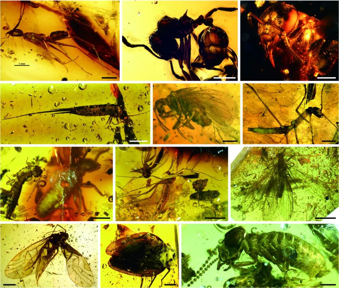 漳浦琥珀中的各种昆虫。中国科学院南京地质古生物研究所供图
