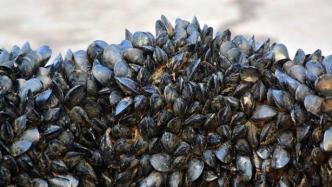 秦皇岛监测到海虹麻痹性贝类毒素超标2倍以上，近期不要食用