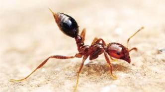 红火蚁之战①丨入侵17年传12省份，毒蚂蚁为何危害这么大