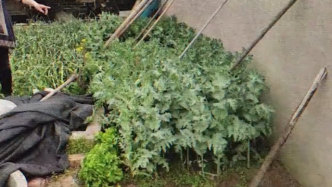 大妈在自家菜园种植600多株罂粟，和民警解释是要喂小鸡