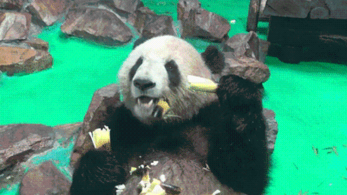 雨水充润鲜笋正美味，快来上海动物园看大熊猫兄弟“吃播”
