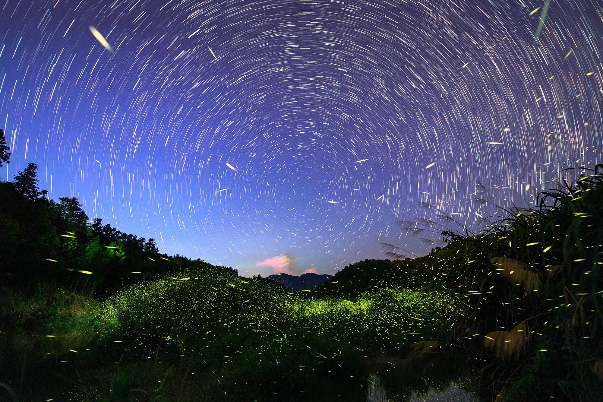 慢直播丨首波萤火虫观赏季看萤火虫与繁星共舞