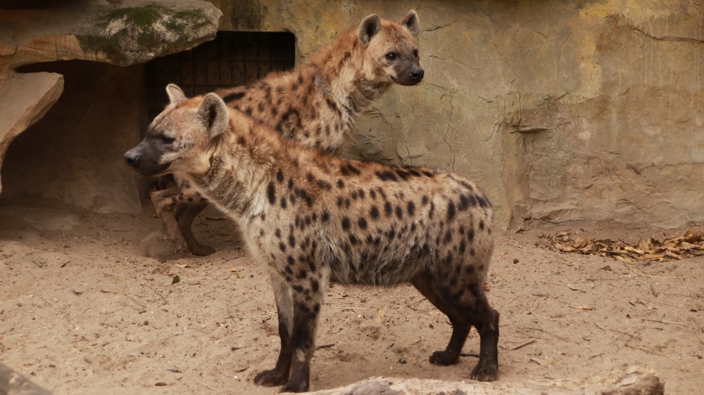 上海動物園斑鬣狗家族添新丁,幼仔已與遊客見面