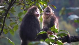 《滇金丝猴保护绿皮书》首发, 确定全球有3845只滇金丝猴