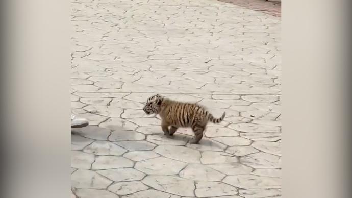 1个月大小老虎逛动物园，网友：快让开，大王来巡山了