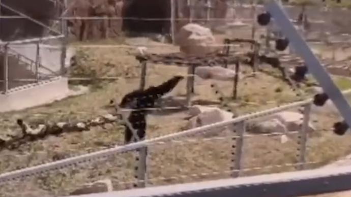 动物园内猩猩朝人群扔石头，或因观看游客多导致其“生气”
