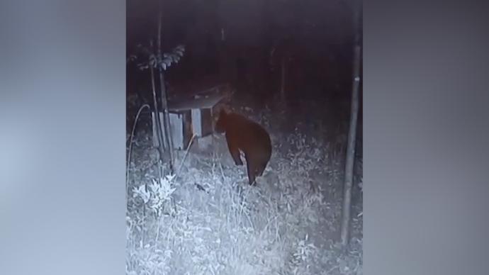 黑熊凌晨跑到村民家偷吃蜂蜜，9分钟吃光一箱