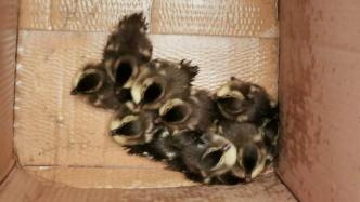 鸳鸯妈妈带娃去西湖途中被撞身亡，杭州动物园收养11只雏鸟