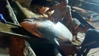 三亚渔民捕获近700斤超大蓝鳍金枪鱼，被10万元买走