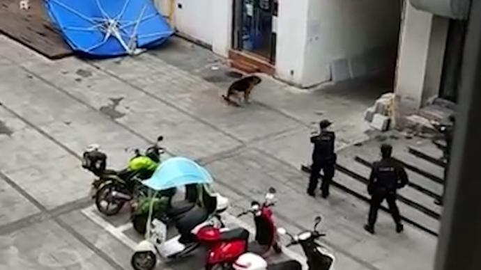 警方回应“街头开枪击毙烈犬”：流浪狗扑咬群众，依法处置