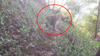 杭州出现的野生动物确认为豹子，警方正大力搜寻