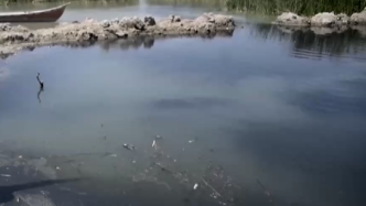 重金属废水排入美索不达米亚湿地，世界遗产面临生态灾难
