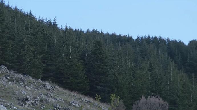 遭遇气候变化人为破坏，黎巴嫩国树雪松生存受威胁