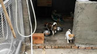 成都“宠物盲盒”猫狗被送救助站，已完成检疫