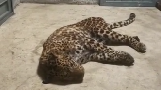 视频丨麻醉捕获的小豹子回到杭州野生动物世界，呼吸平稳