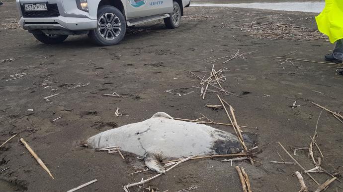 俄罗斯在里海沿岸发现珍稀海豹大规模死亡