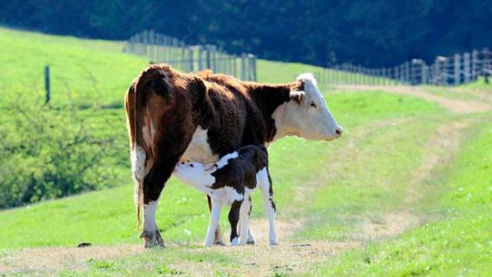 新生小牛能为新冠疫苗做什么？