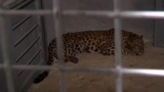 兽医谈第二只被捕获的豹子伤情：应及时救治，避免深度感染