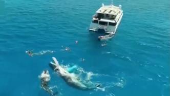 澳大利亚座头鲸翻身亮肚皮，与浮潜者同游