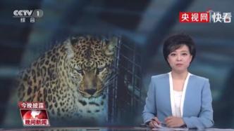 央视评杭州野生动物世界“瞒豹”：只见金钱不见豹