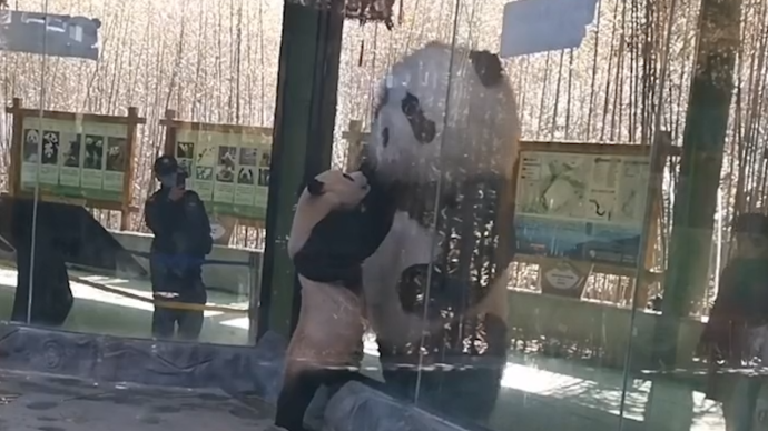 熊猫宝宝看到熊猫玩偶以为遇到“大哥”，隔着玻璃“求抱抱”