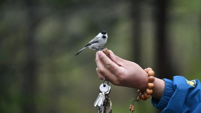 森林中的神奇“鸟叔”：小动物最信任的“知音”
