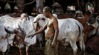 印度医生警告：“牛粪疗法”无效，还可能使疫情复杂化