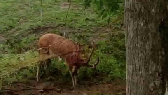公麋鹿被铁丝网缠住鹿角来回狂奔，救援人员麻醉后解救