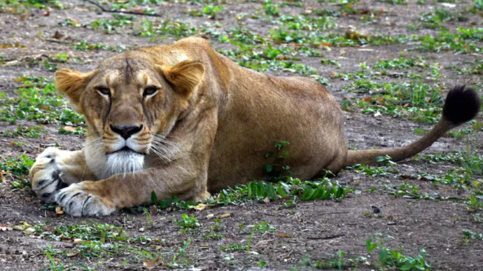 印度動物園一頭獅子新冠檢測呈陽性,或被工作人員感染