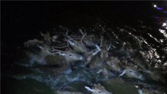 江苏盐城18头麋鹿被困水渠，多部门奋战5小时救出