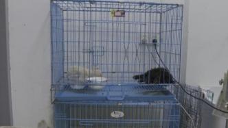中通快递苏州宠物盲盒事件：只剩7只狗狗存活，尚在治疗