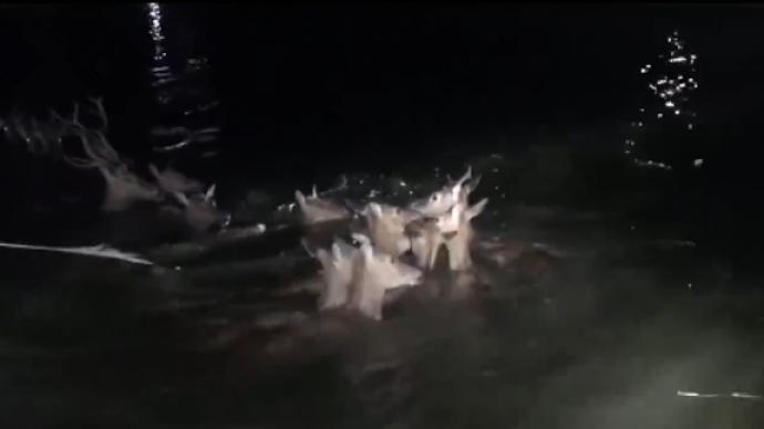 江苏盐城18头麋鹿被困深水渠，5小时得救无伤亡