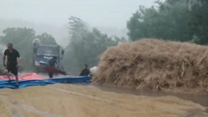 農戶腰疾晾曬五千斤大麥遇暴雨，左右鄰居自發(fā)冒雨搶收