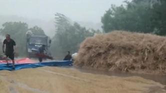 农户腰疾晾晒五千斤大麦遇暴雨，左右邻居自发冒雨抢收
