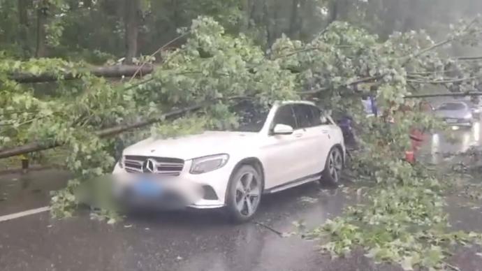 浙江金华遭遇短时雷暴大风天气，行驶中车辆被大树压住