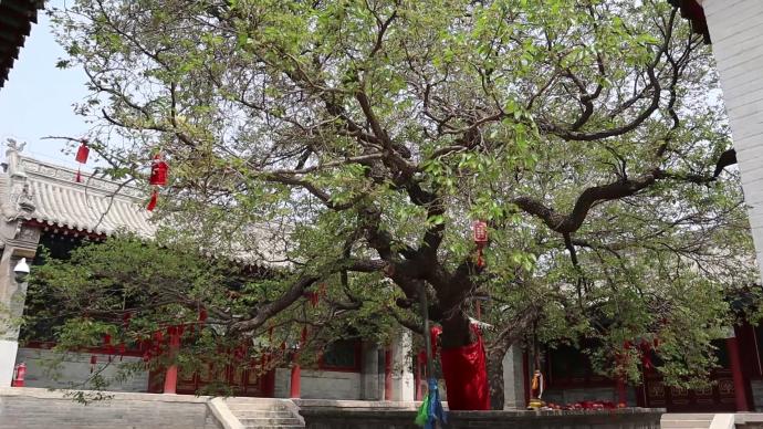 呼和浩特一棵近300岁的菩提树开花，市民打卡
