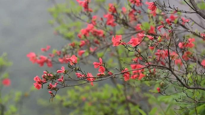 瞰见｜重庆酉阳：高山杜鹃花开红