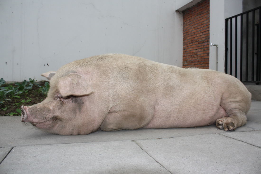 三百斤的猪图片图片