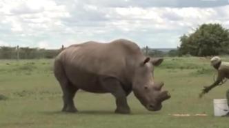 为防止偷猎，肯尼亚警卫24小时持枪守护2头仅存北方白犀牛