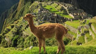 罗新读《到马丘比丘右转》｜一部有关秘鲁的旅行文学名著