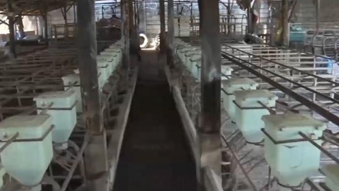 遭受非洲豬瘟新冠疫情雙重打擊,菲律賓養(yǎng)殖戶難以維生