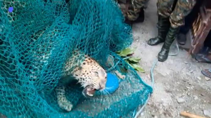印度一居民区内惊现野生豹，致3人受伤后终被捕获