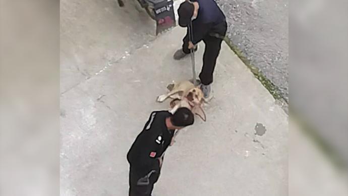 滁州城管局回应两名男子小区内打死流浪狗应该是保安
