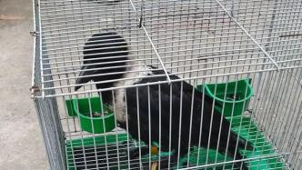 “大熊猫配色”的乌鸦获救助，竟是罕见“易危”级别动物