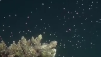 海底飘“雪” ？原来珊瑚产卵是这样的