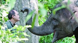 媒体聚焦云南亚洲象保护：保持人象安全距离才是根本