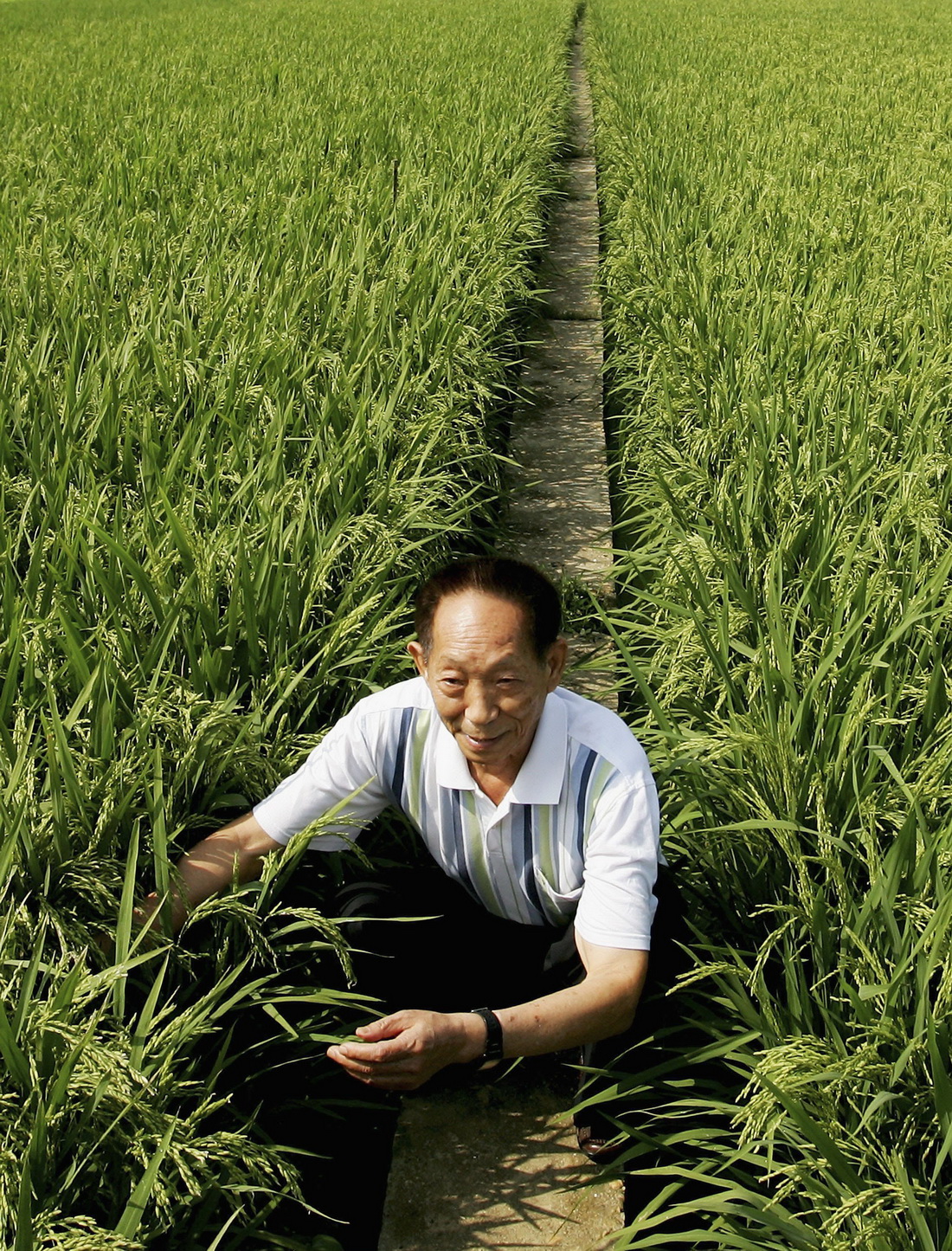 我国将有望实现杂交水稻大规模机械化制种|云南优科绿都农业研究院有限公司